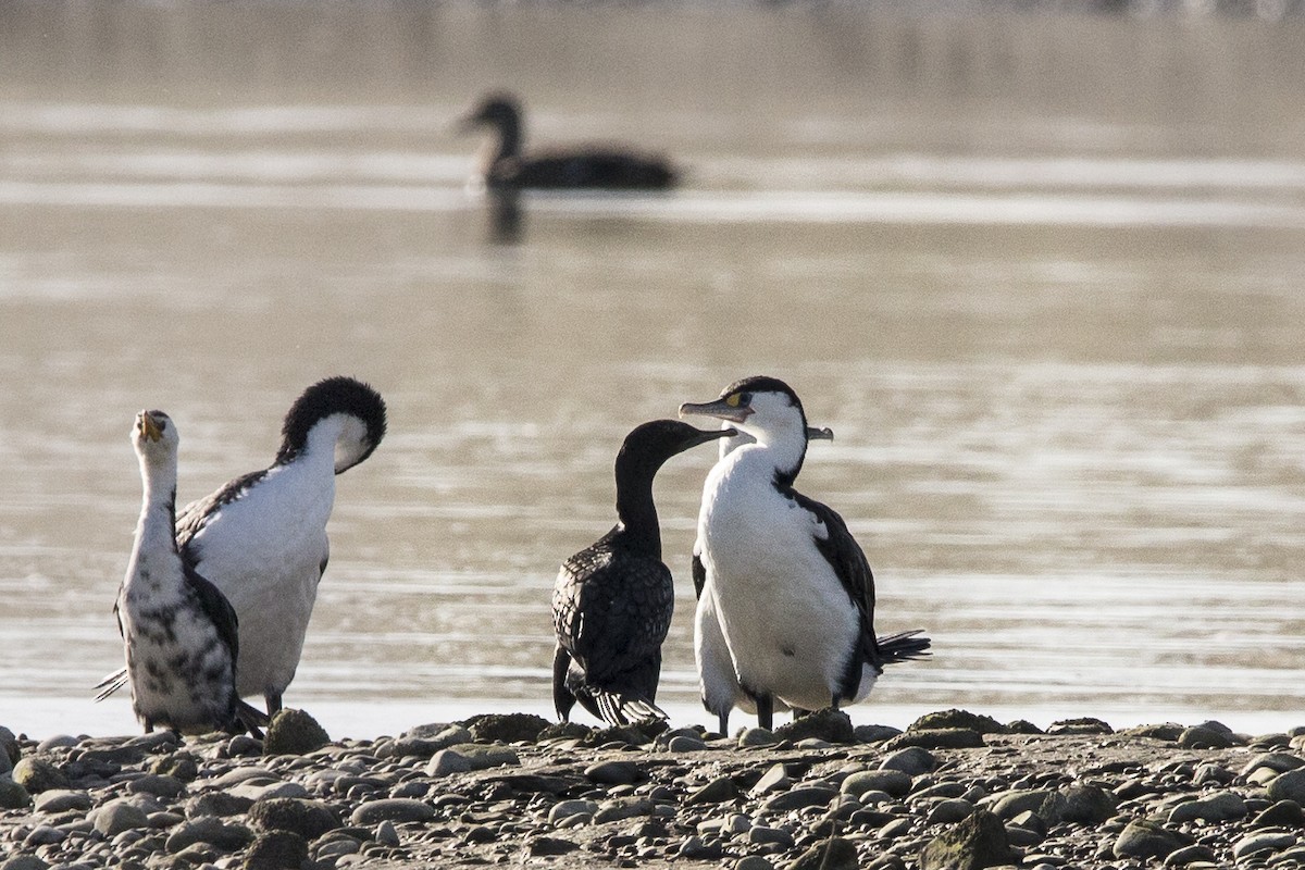 Little Black Cormorant - ML98175701