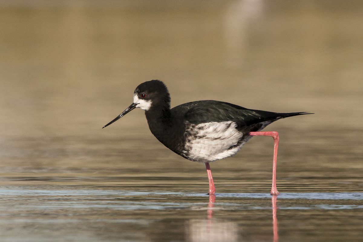 Pied x Black Stilt (hybrid) - ML98175721