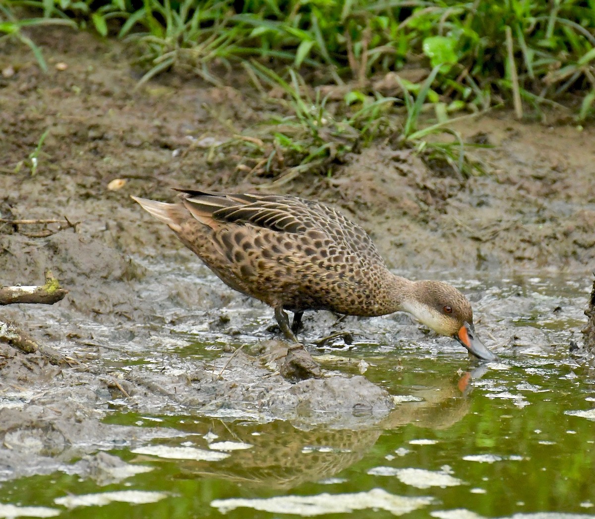 Багамская шилохвость (galapagensis) - ML98175821