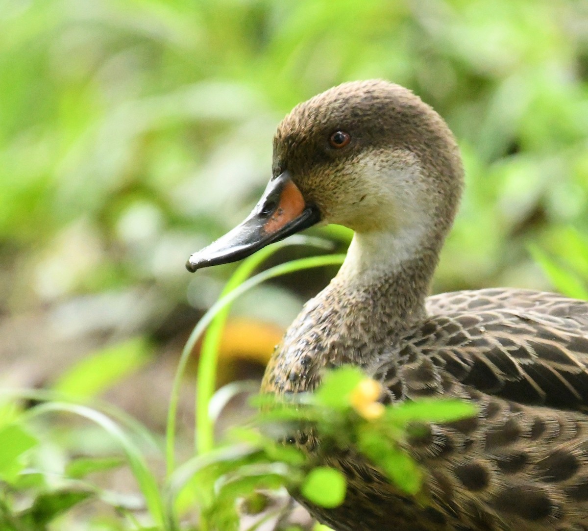 Багамская шилохвость (galapagensis) - ML98175841