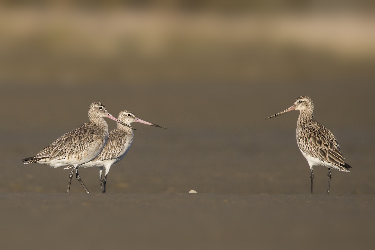 Bar-tailed Godwit - ML98177151