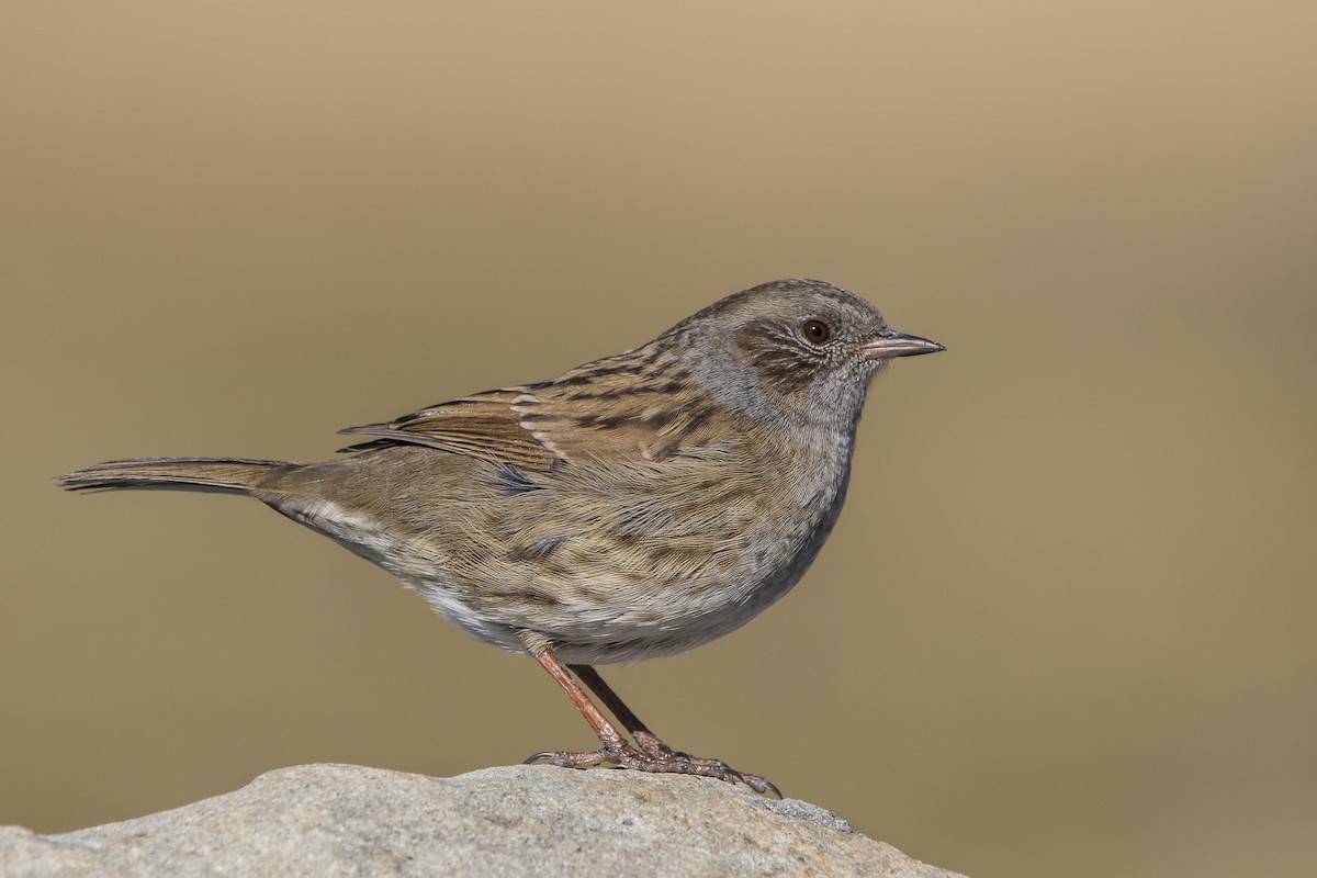 Dunnock - ML98177821