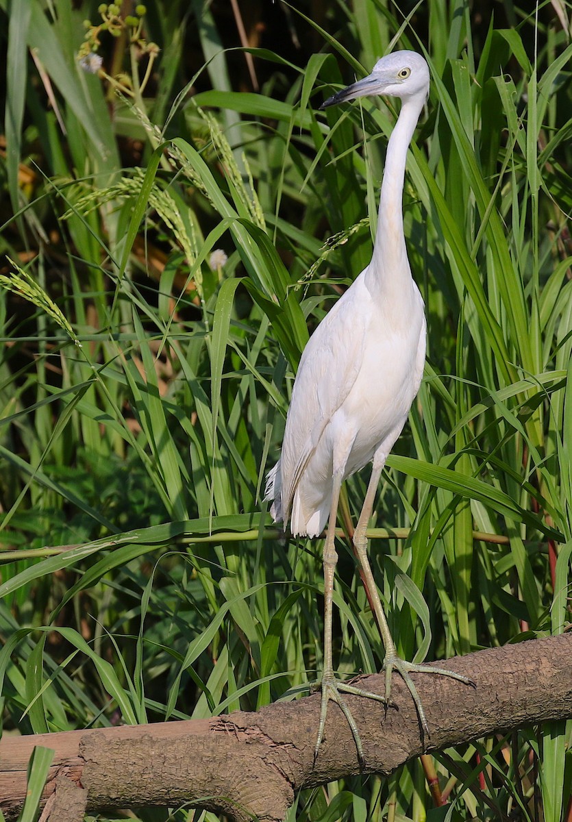 Little Blue Heron - ML98178641