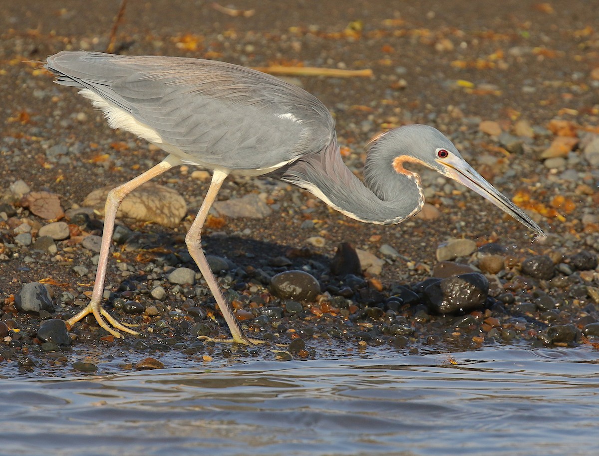 Tricolored Heron - ML98178671