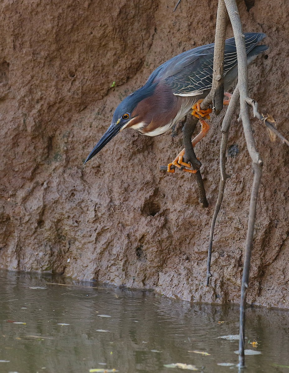 Green Heron - ML98178691