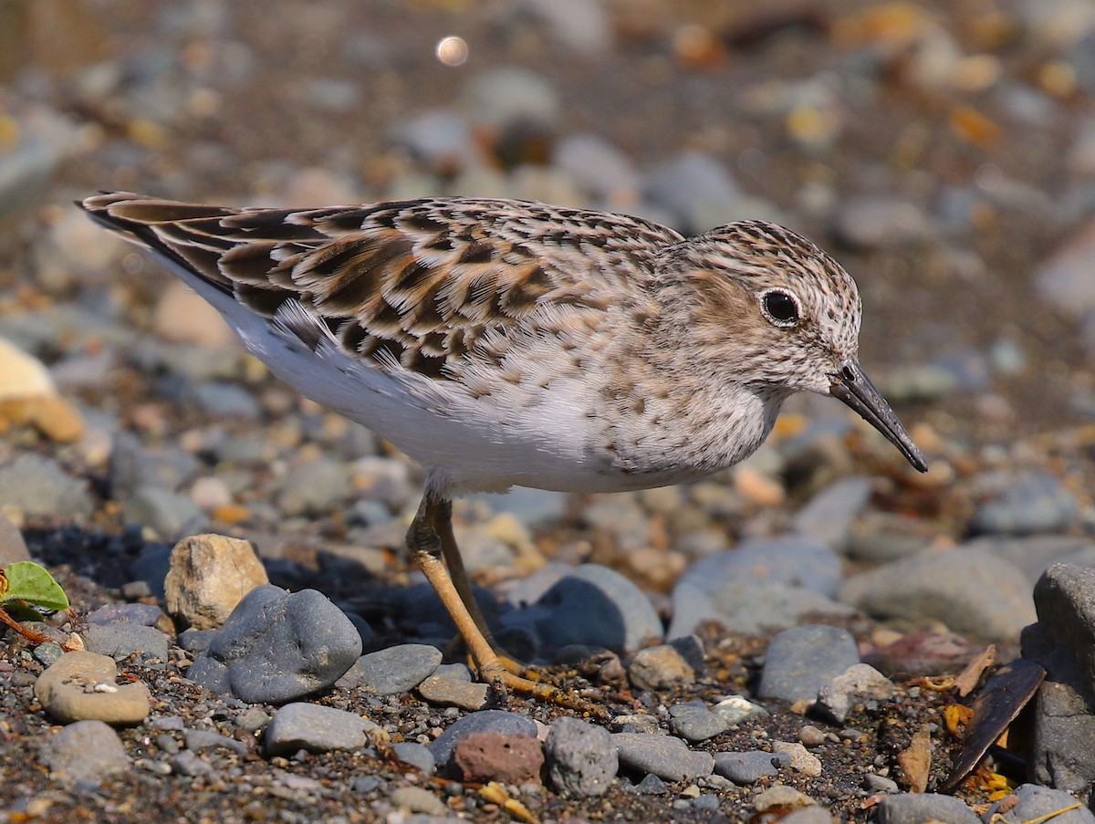 Least Sandpiper - Anonymous