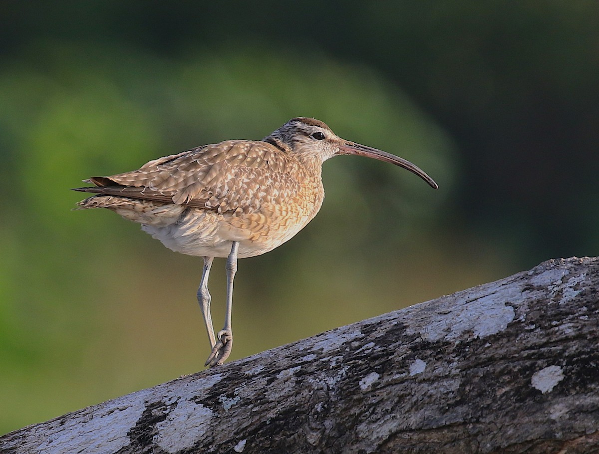 Regenbrachvogel - ML98178761