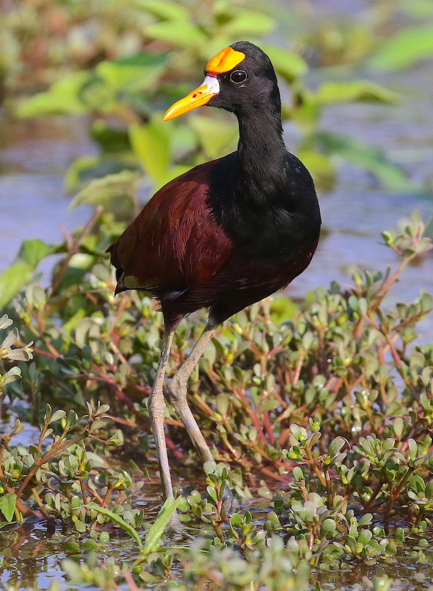 Northern Jacana - ML98178781