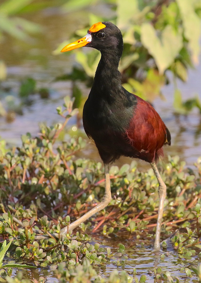 Jacana du Mexique - ML98178801