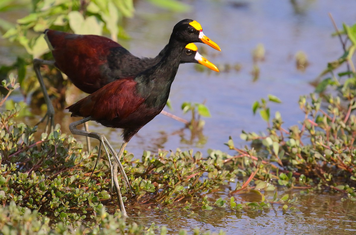 Northern Jacana - ML98178841