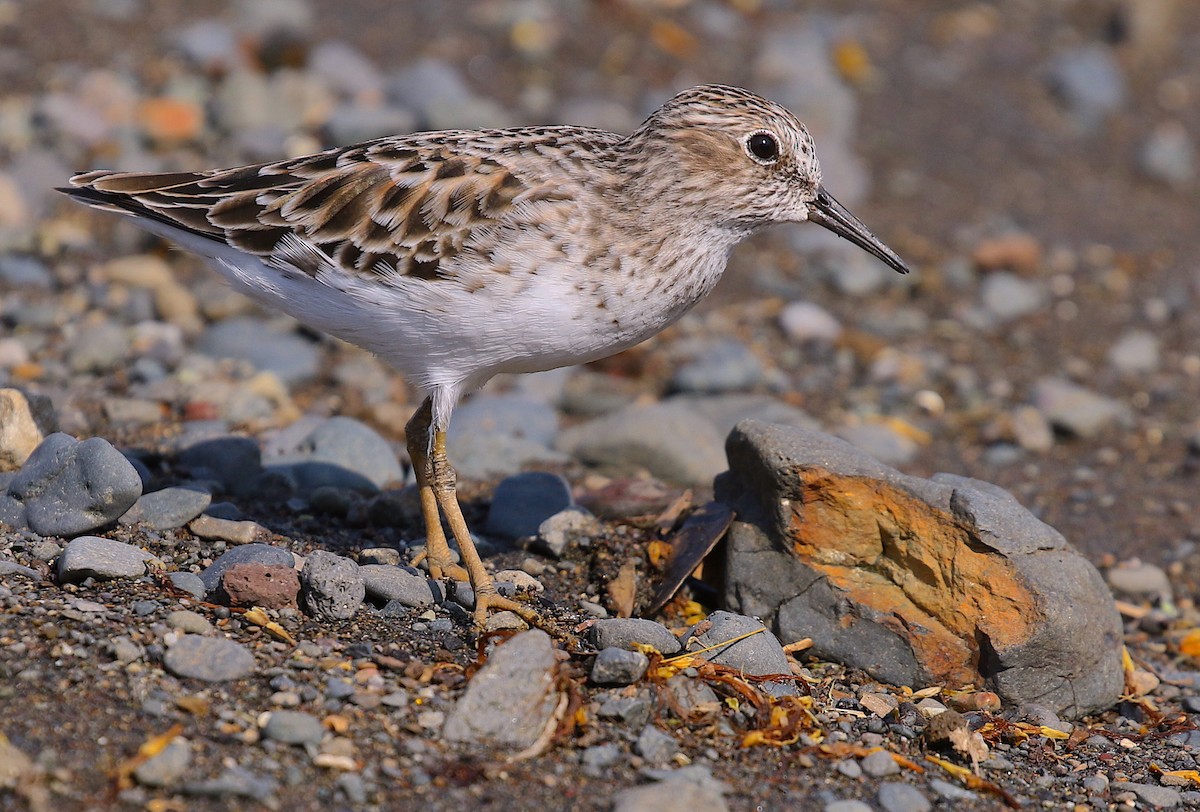 Least Sandpiper - ML98178851