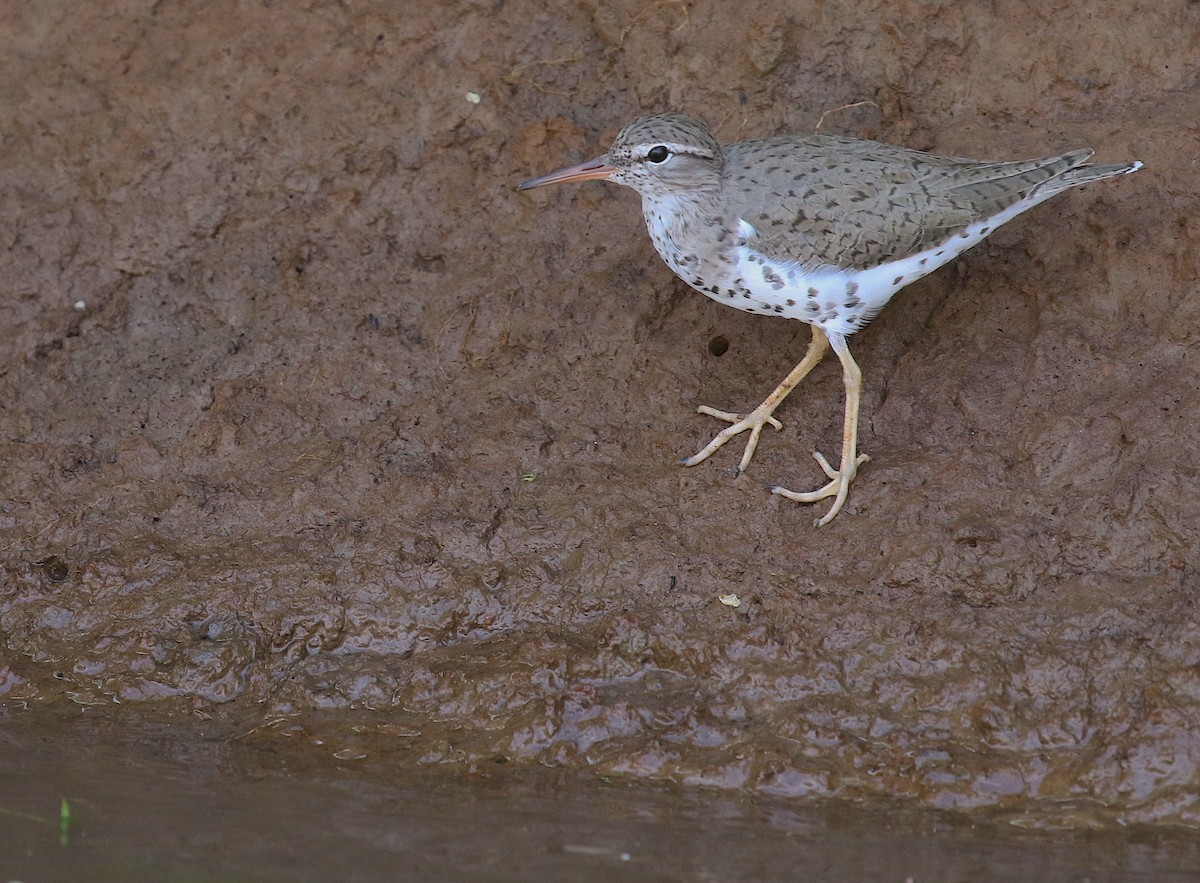 Spotted Sandpiper - ML98178861