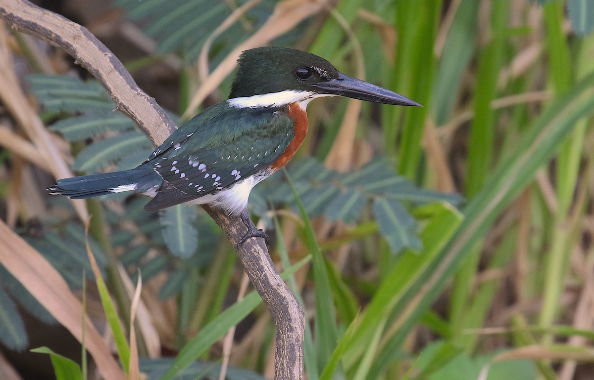 Green Kingfisher - ML98179011