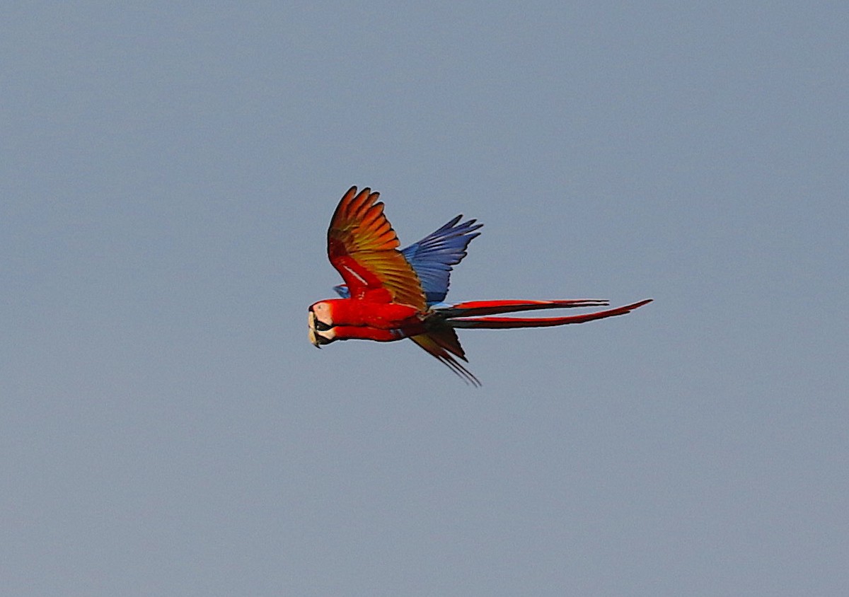 Scarlet Macaw - Anonymous