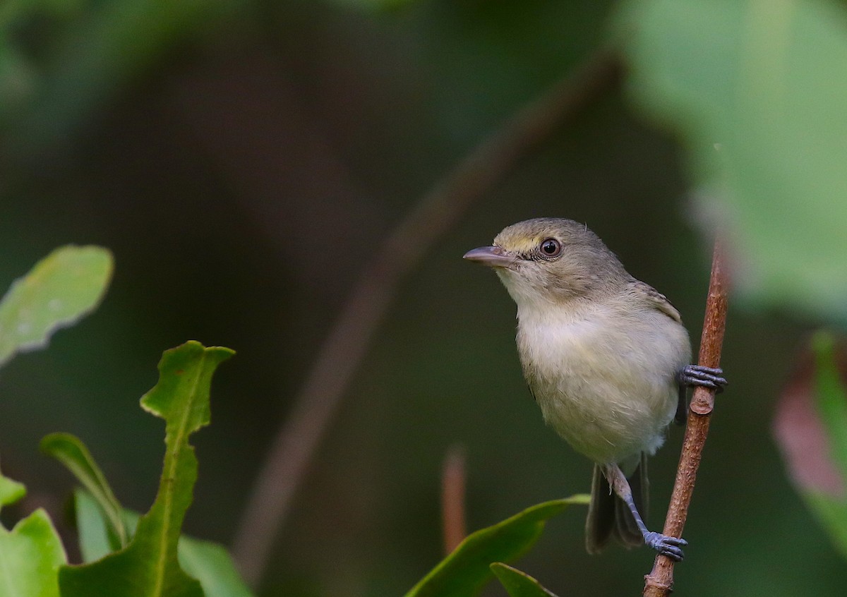 Mangrove Vireo - Anonymous