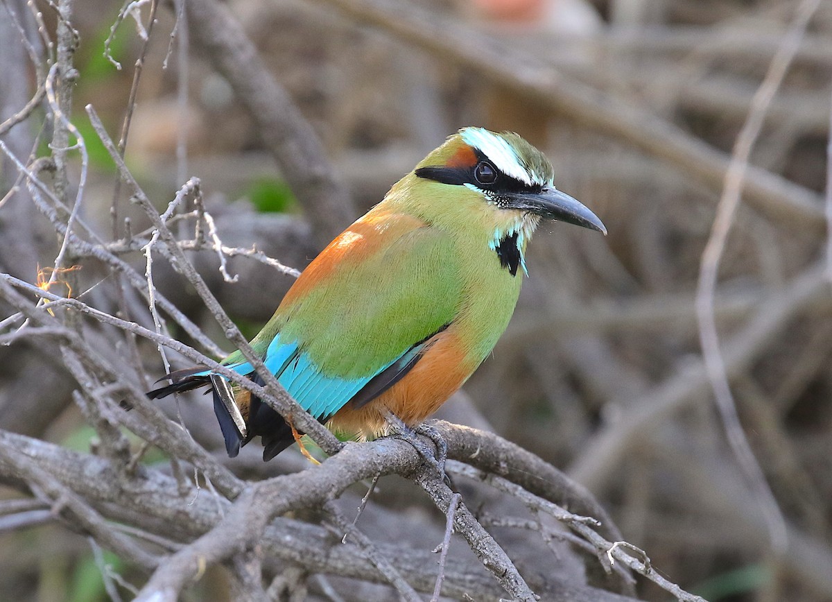 Turquoise-browed Motmot - Anonymous