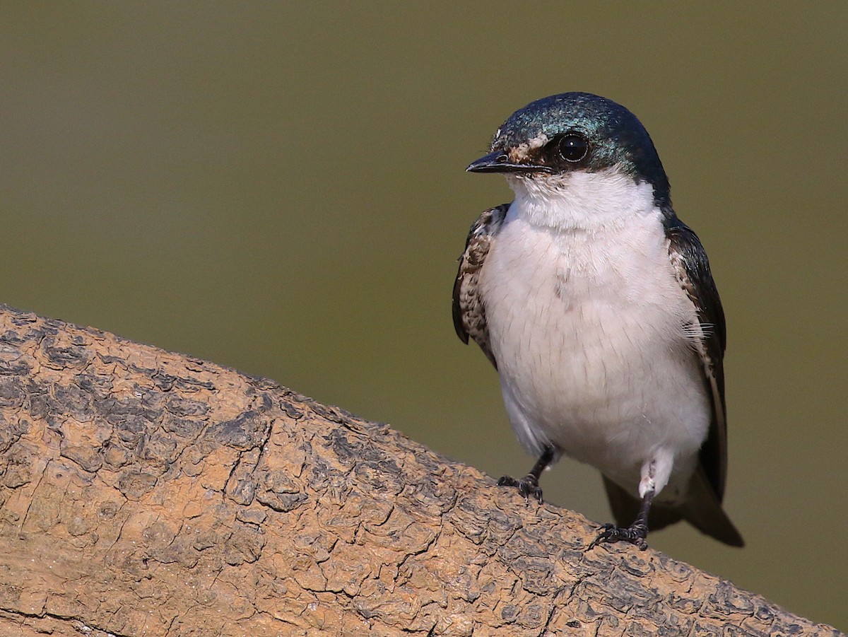 Mangrove Swallow - ML98179281