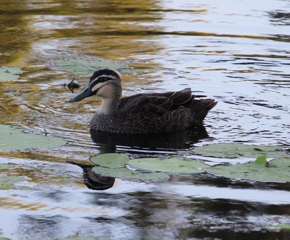 Pacific Black Duck - Jan and Larry Martin