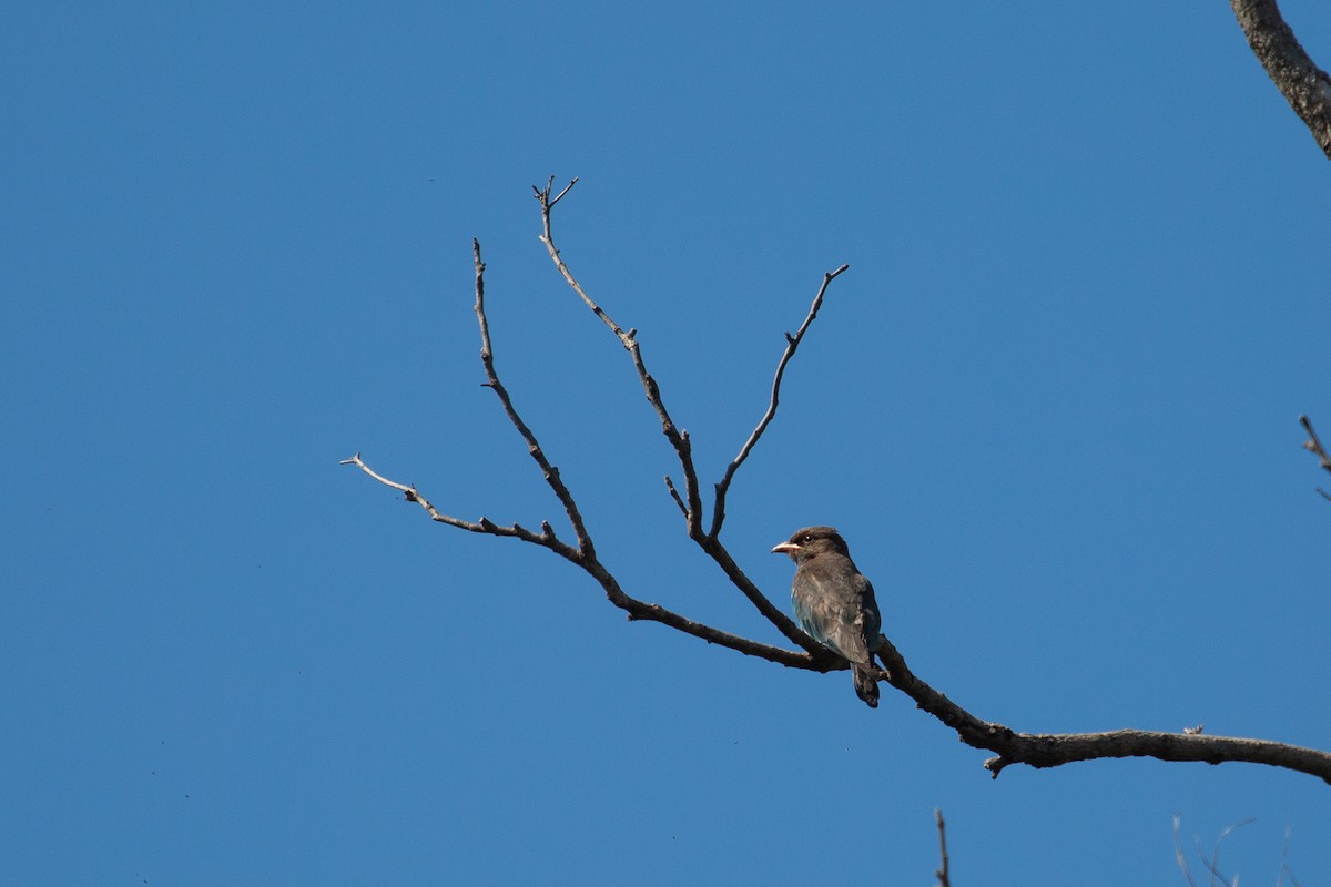 Dollarbird - ML98180421