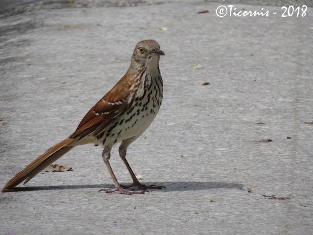 Brown Thrasher - ML98180481