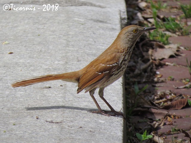 Brown Thrasher - ML98180491