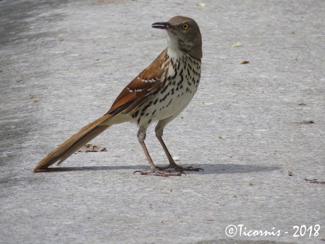 Brown Thrasher - ML98180501