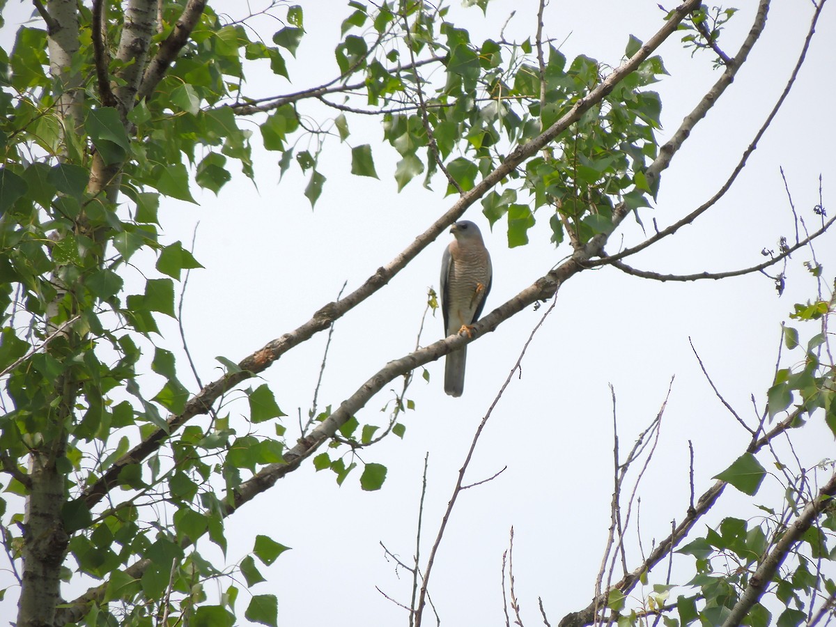 Levant Sparrowhawk - ML98180521