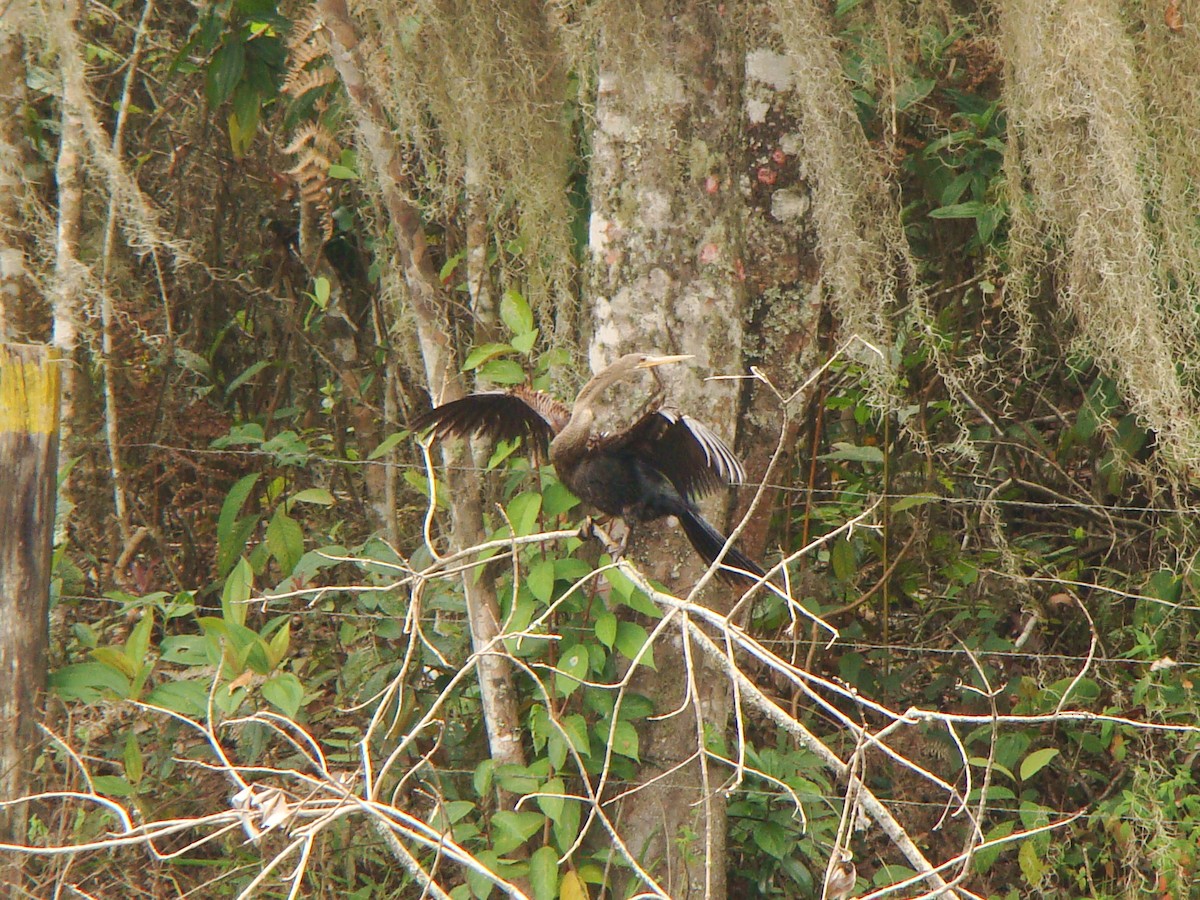 Amerika-Schlangenhalsvogel - ML98180861