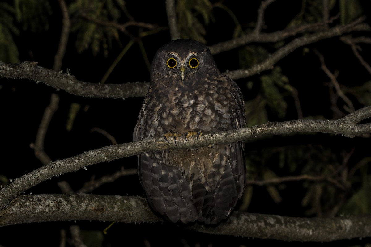 Morepork - ML98181091