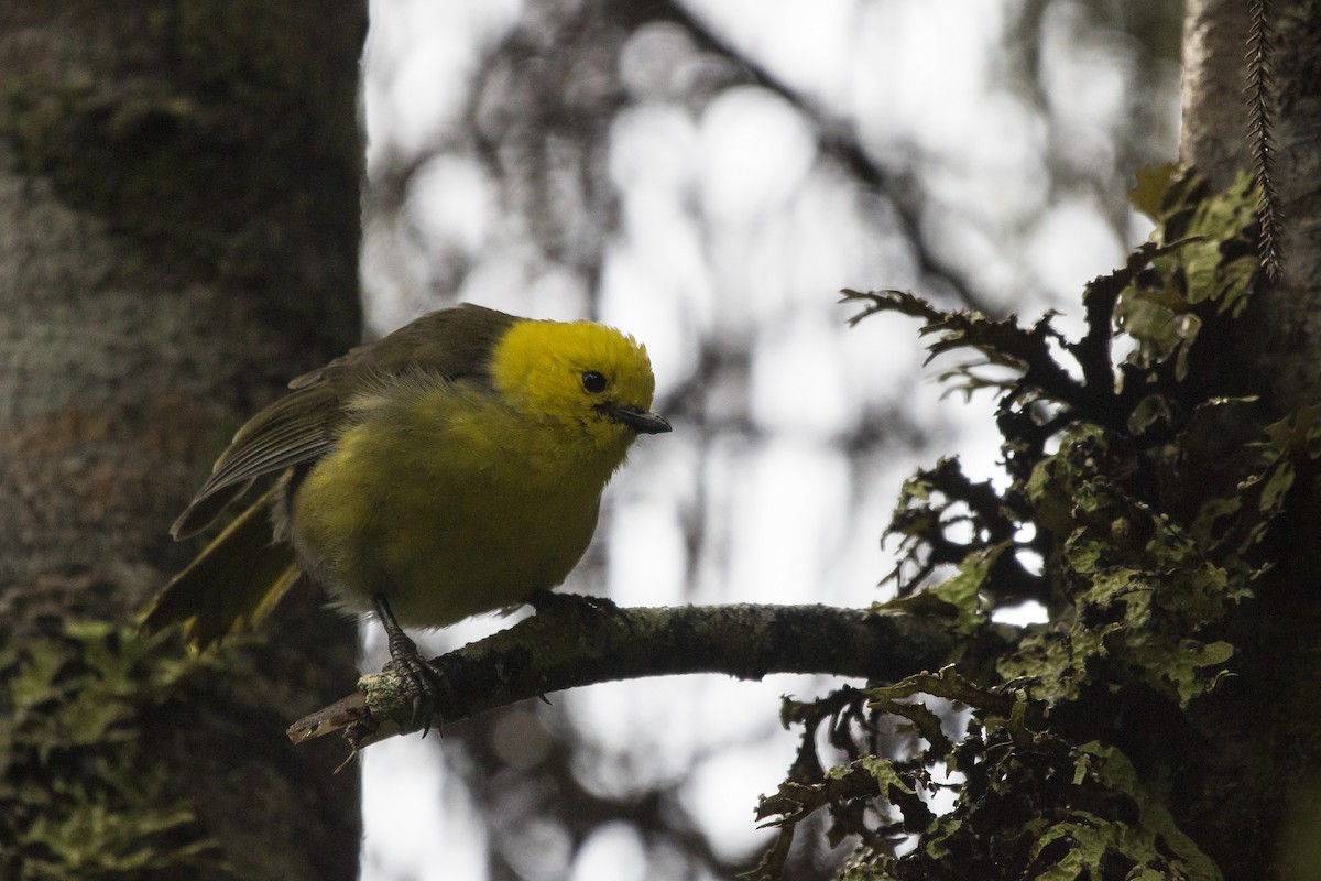 Yellowhead - Oscar Thomas