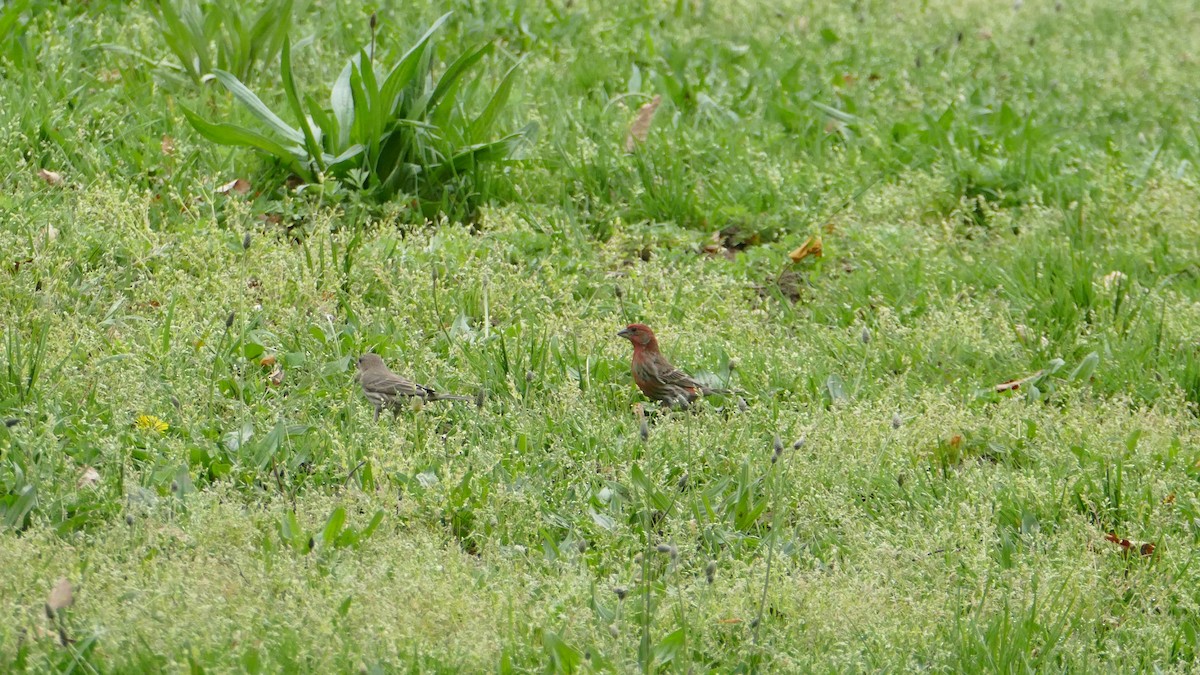 House Finch - ML98182951