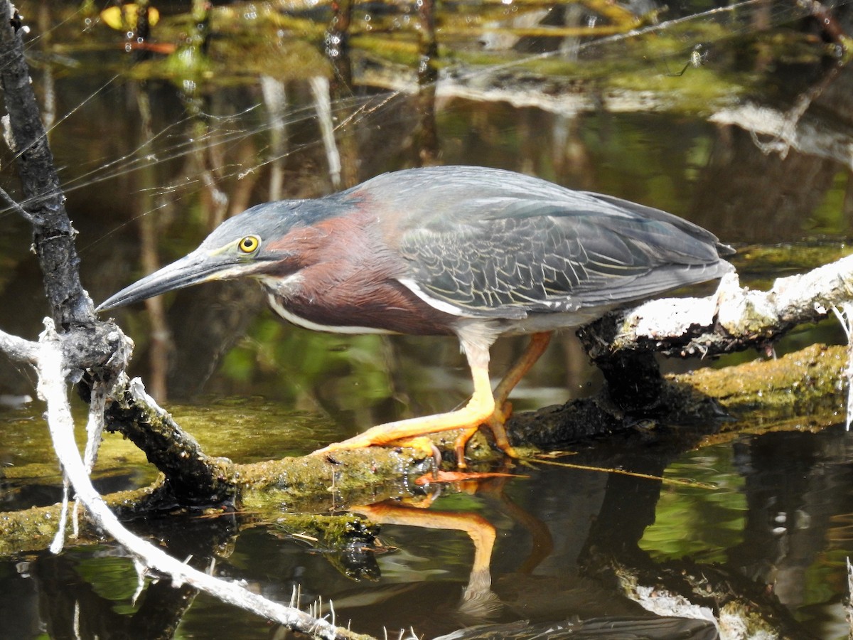 Green Heron - ML98183191