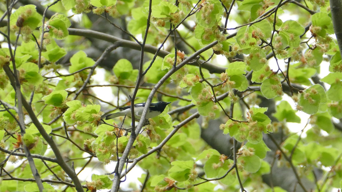 Black-throated Blue Warbler - ML98183221