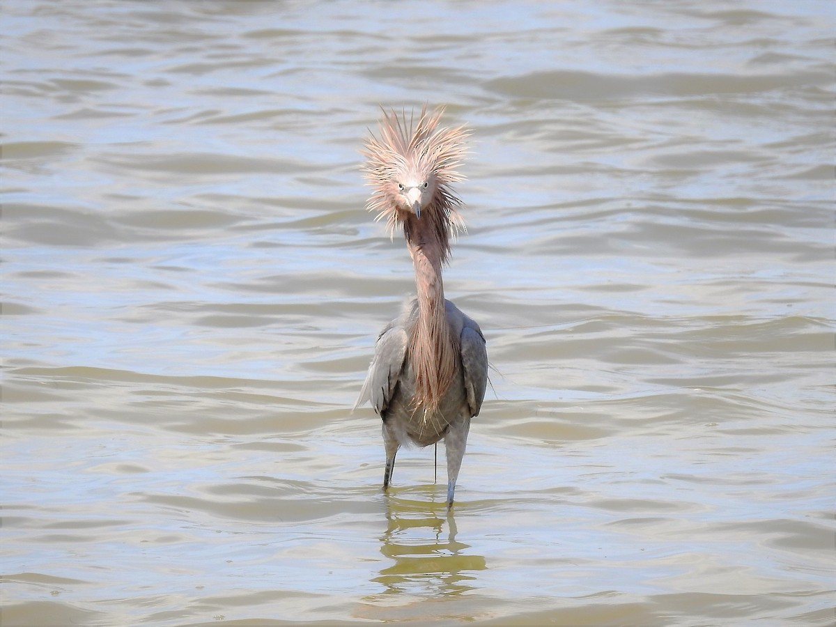 Reddish Egret - ML98183441