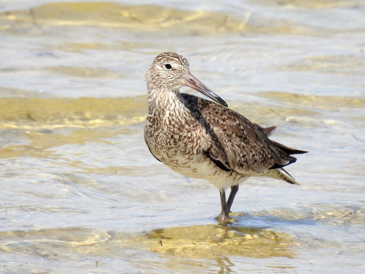 vodouš břehoušovitý (ssp. semipalmata) - ML98183531