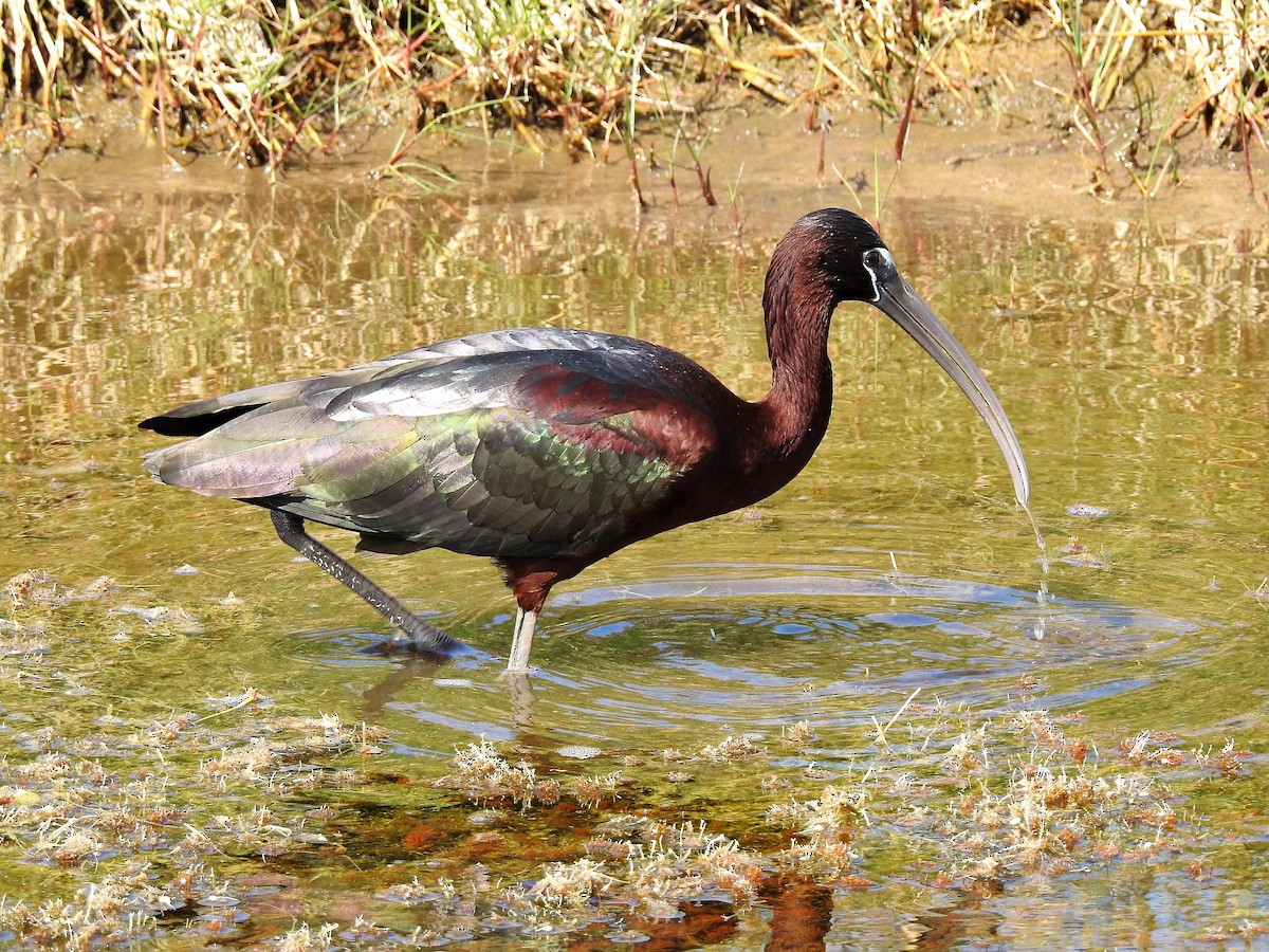 ibis hnědý - ML98183661