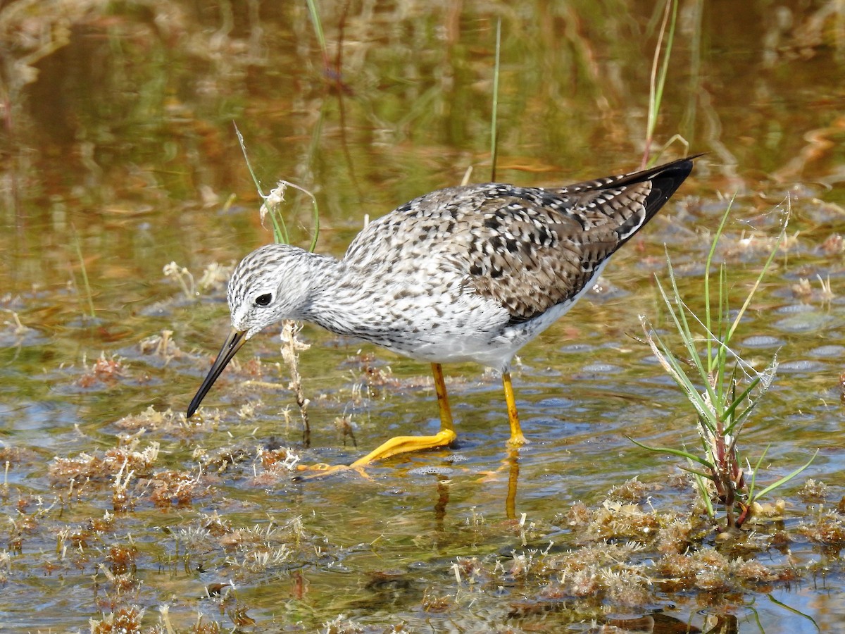 Lesser Yellowlegs - ML98183701