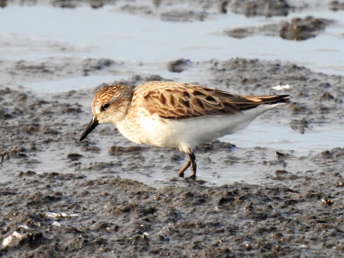 Semipalmated Sandpiper - S. K.  Jones