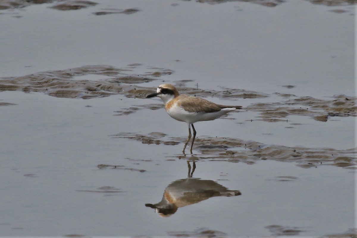Greater Sand-Plover - David Lewis