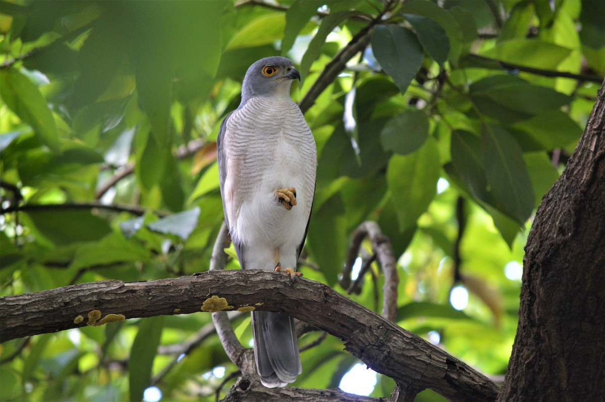 African Goshawk - ML98187301