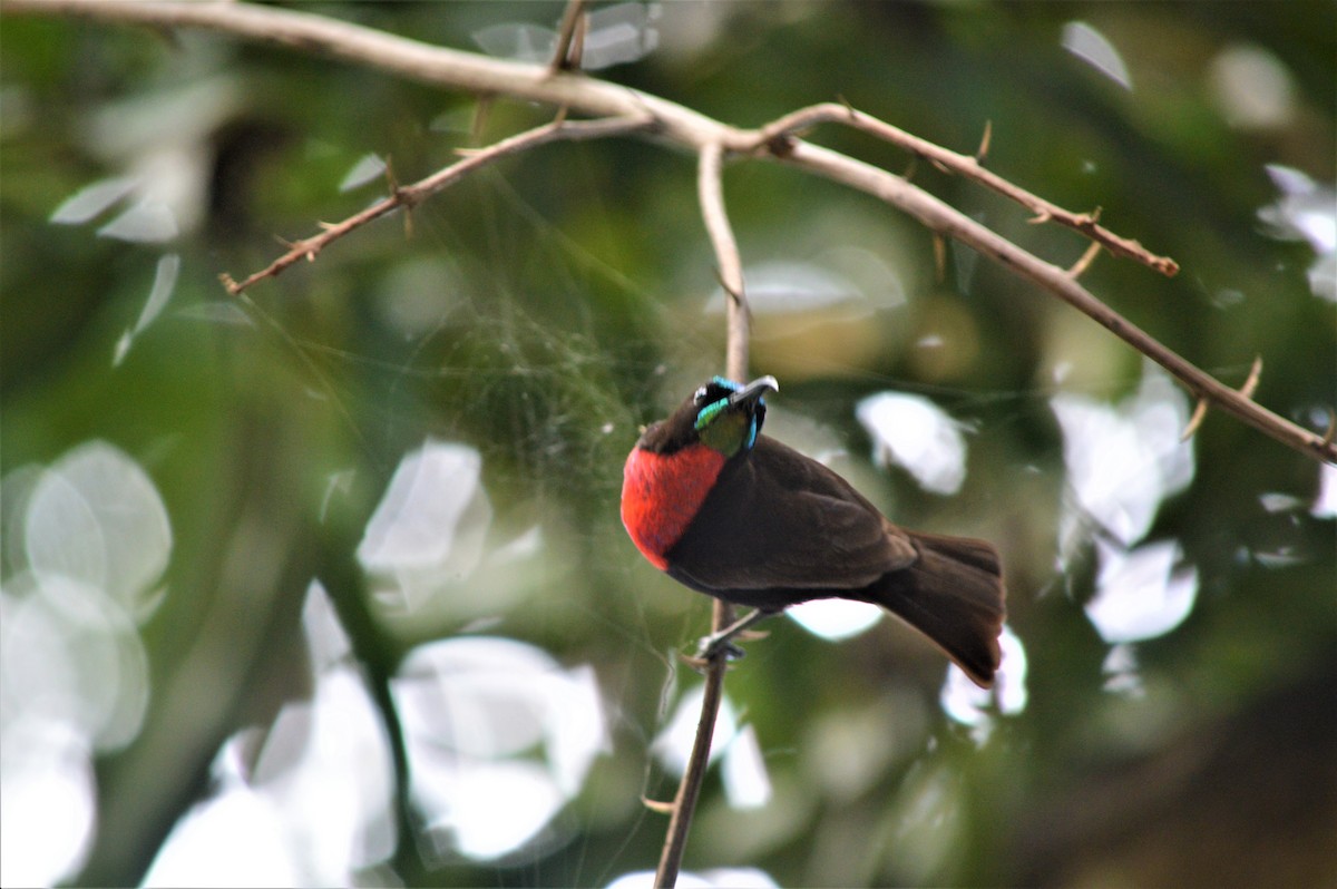 Scarlet-chested Sunbird - ML98187631