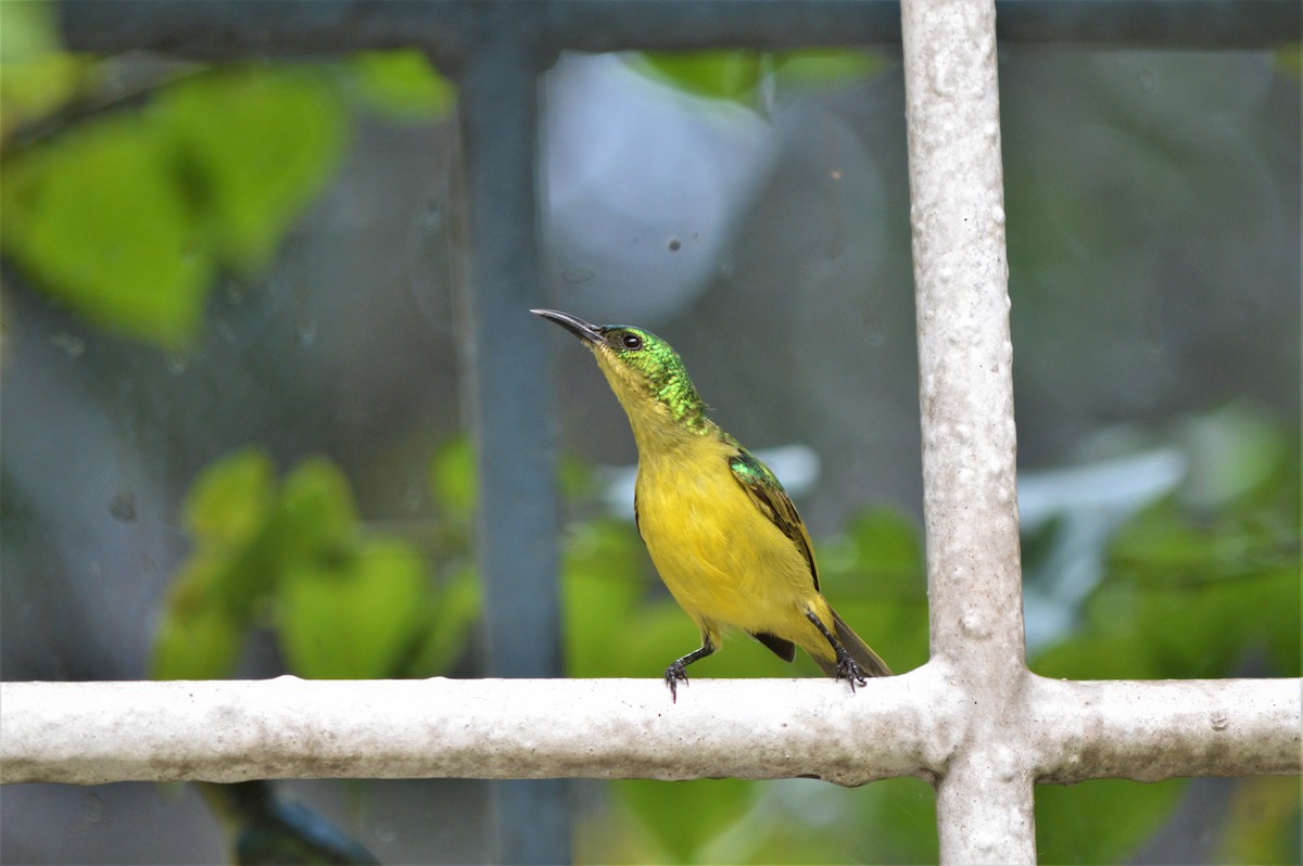 Collared Sunbird - ML98187811