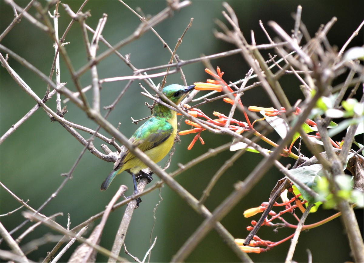 Collared Sunbird - ML98187821