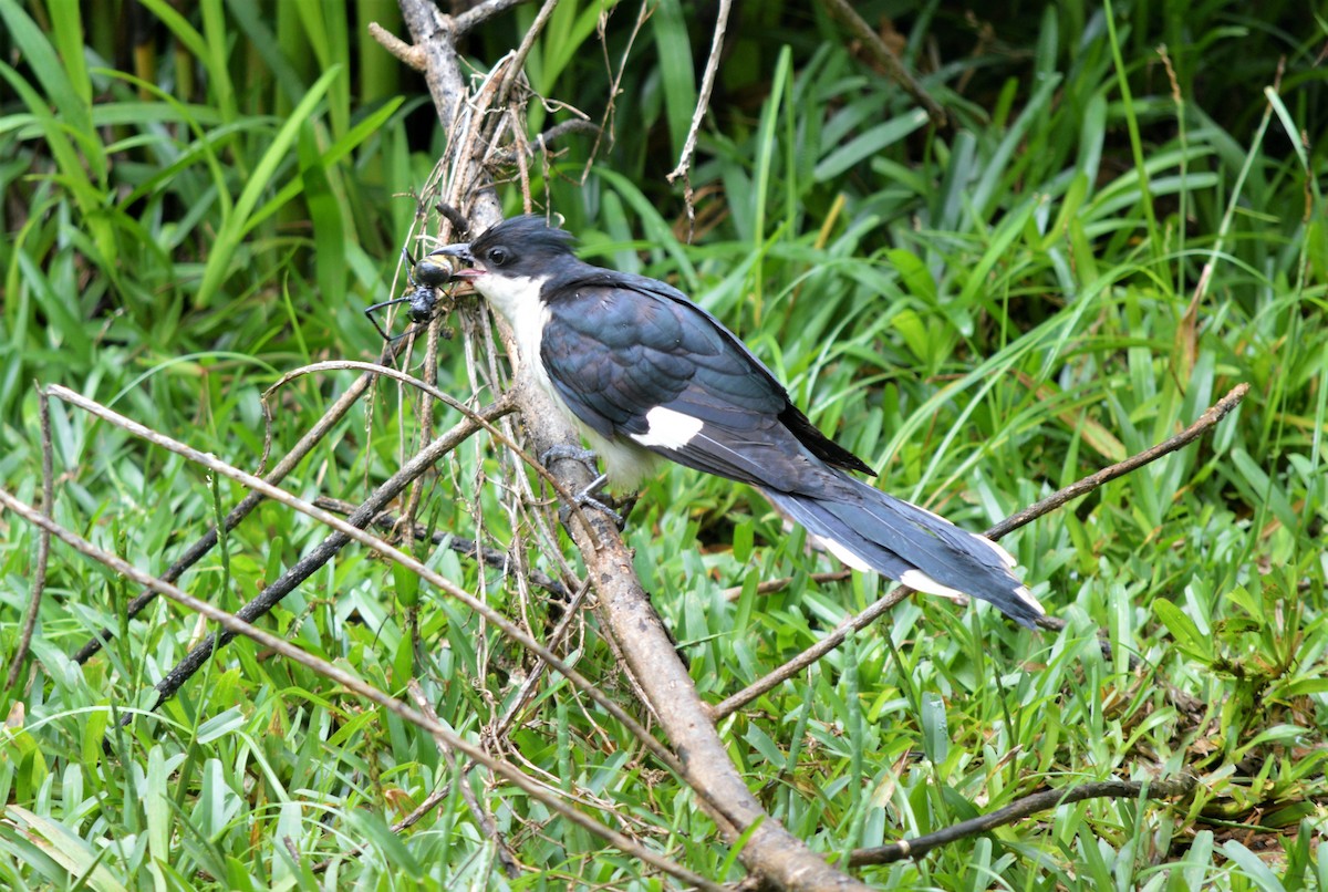 Pied Cuckoo - ML98189871