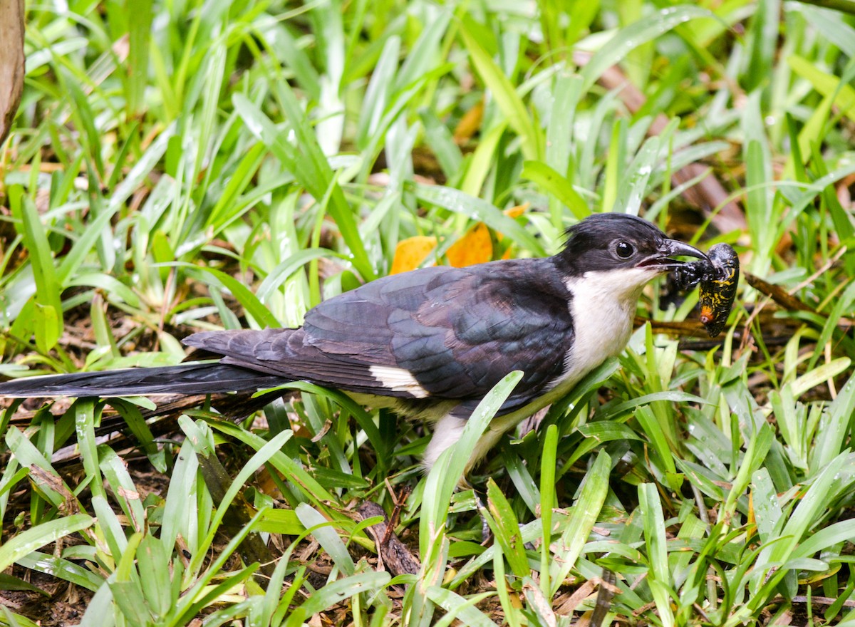 Pied Cuckoo - ML98189911