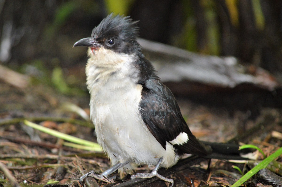 Pied Cuckoo - ML98189921