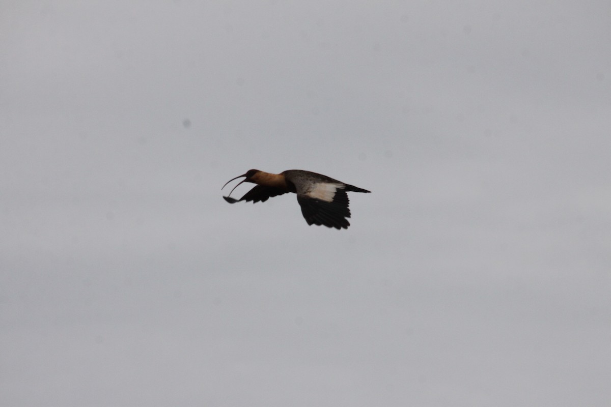 ibis bělokřídlý - ML98190021