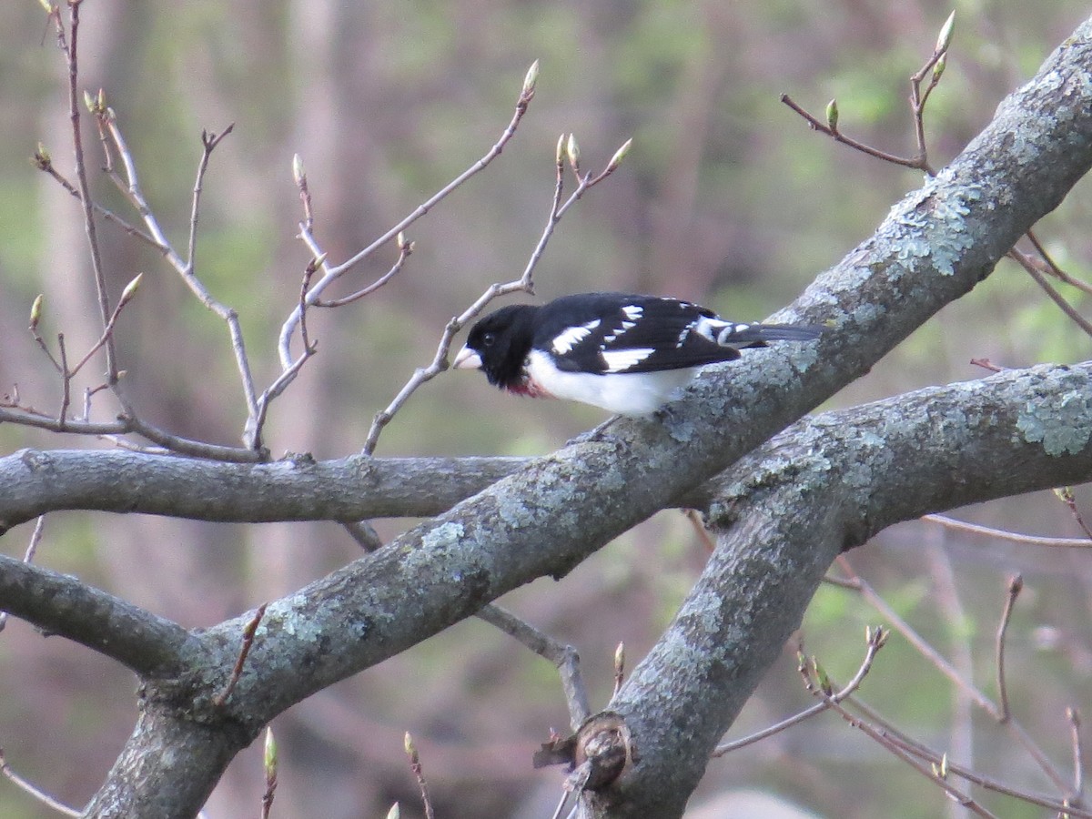 Rose-breasted Grosbeak - ML98190201