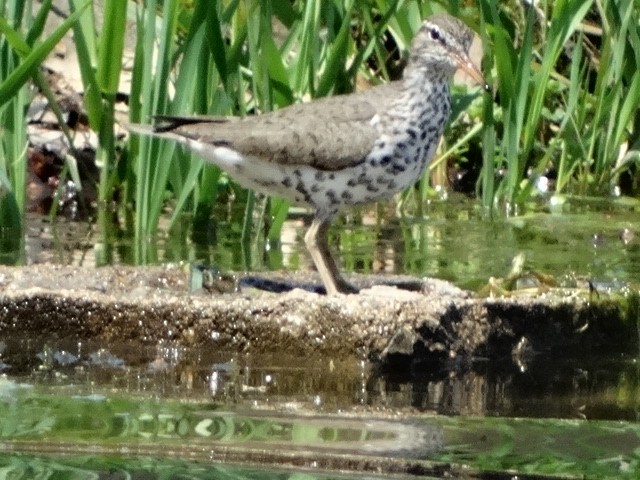 Spotted Sandpiper - ML98191591