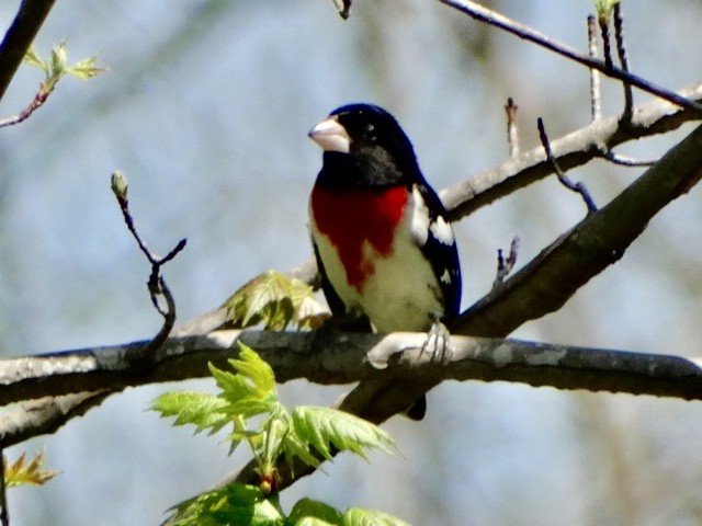 Rose-breasted Grosbeak - Patricia Ayres